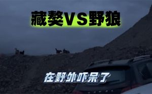 大叔挑战野外露营差点被野狼围攻_大叔野外遇狼袭，冷静躲避保安全，露营更珍惜